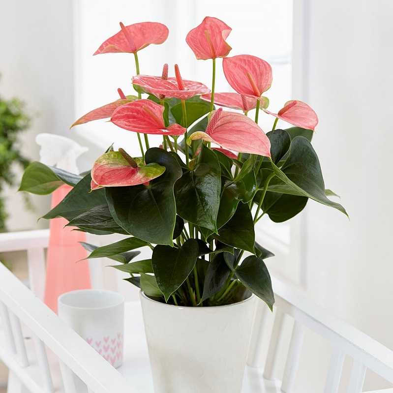 pl2000032090_card3_lg - Anthurium Plant - Aquascape & Planted Tank Guide