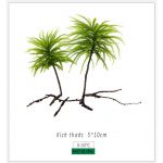 Coconut tree moss (Climacium Japonicum) for decorating semi-aquatic aquascapes. - Rêu Cọ Dừa (Tree Moss) - Aquascape & Planted Tank Guide