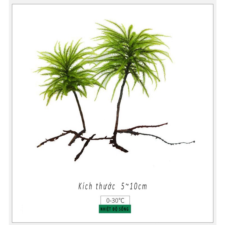 Coconut tree moss (Climacium Japonicum) for decorating semi-aquatic aquascapes. - Rêu Cọ Dừa (Tree Moss) - Aquascape & Planted Tank Guide