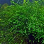 Java Moss - Aquatic Moss - Aquascape & Planted Tank Guide