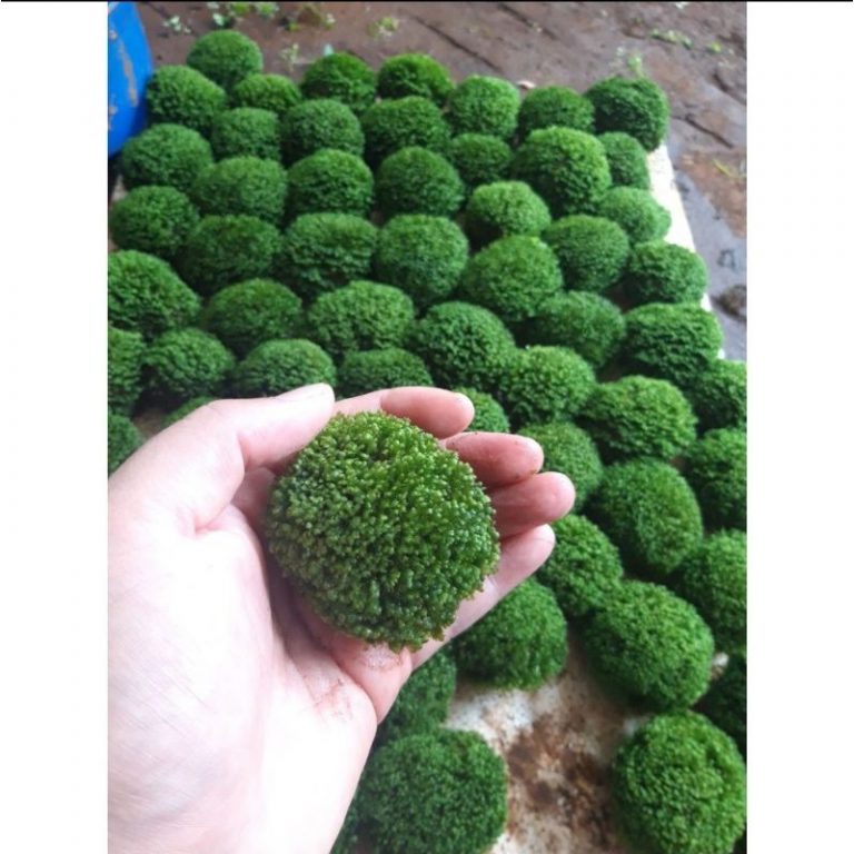 Mini Fiss Moss Attached to Stone - Mini Fiss Aquatic Balls - minifiss moss balls - aquarium decoration - shrimp tank - Minifiss Moss on Rocks - Aquascape & Planted Tank Guide