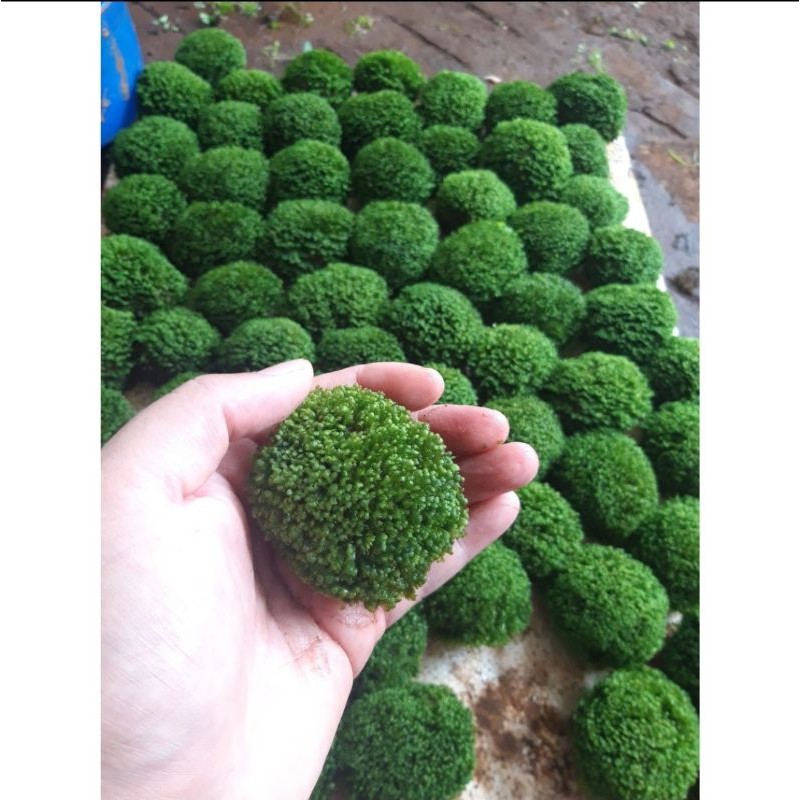 Mini Fiss Moss Attached to Stone - Mini Fiss Aquatic Balls - minifiss moss balls - aquarium decoration - shrimp tank - Minifiss Moss on Rocks - Aquascape & Planted Tank Guide