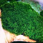Rêu minifiss lá NƯỚC cực đẹp cho bể thủy sinh - Rêu Minifiss Trải Nền Lá Nước - Aquascape & Planted Tank Guide