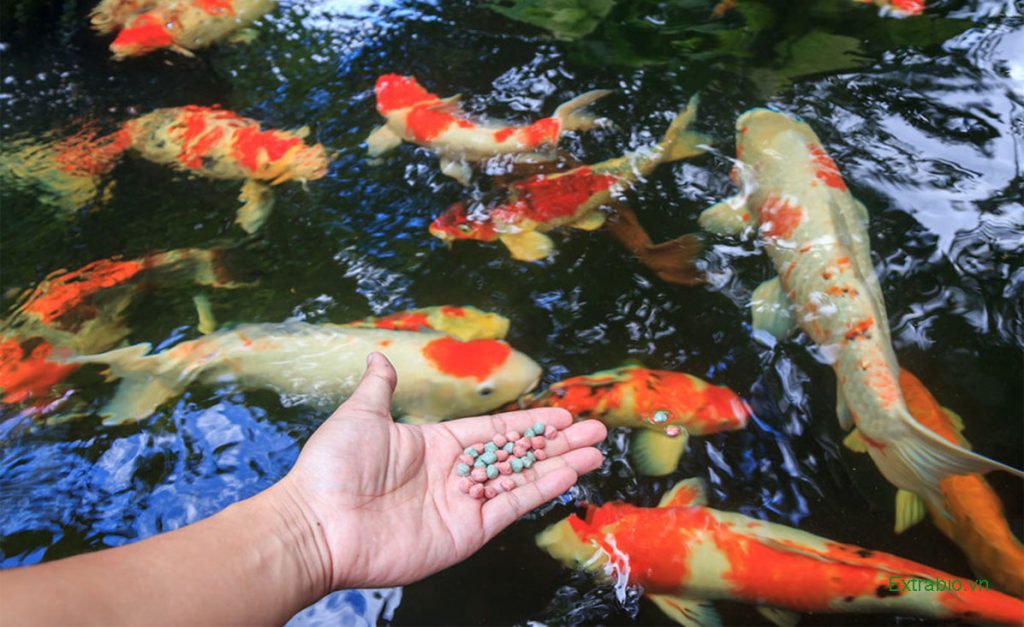 thuc-an-ca-koi-da-nang - Khám Phá Các Loại Thức Ăn Cho Cá Koi Tốt Nhất Hiện Nay - Aquascape & Planted Tank Guide