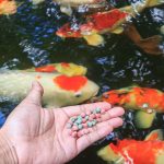 thuc-an-ca-koi-da-nang - Khám Phá Các Loại Thức Ăn Cho Cá Koi Tốt Nhất Hiện Nay - Aquascape & Planted Tank Guide