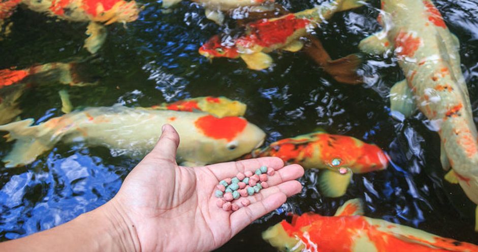 thuc-an-ca-koi-da-nang - Khám Phá Các Loại Thức Ăn Cho Cá Koi Tốt Nhất Hiện Nay - Aquascape & Planted Tank Guide