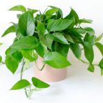 trai-ba-thai-xanh - Cây Trầu Bà Xanh - Aquascape & Planted Tank Guide
