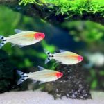 unnamed (1) - 5 Dòng Cá Cảnh Cực Đẹp Phải Có Trong Hồ Thủy Sinh - Aquascape & Planted Tank Guide