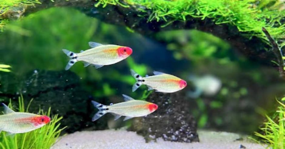 unnamed (1) - 5 Dòng Cá Cảnh Cực Đẹp Phải Có Trong Hồ Thủy Sinh - Aquascape & Planted Tank Guide