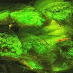 rêu và cách xử lý rêu trong hồ - CÁCH XỬ LÝ HỒ CÁ XANH, BẠN ĐÃ BIẾT? - Aquascape & Planted Tank Guide