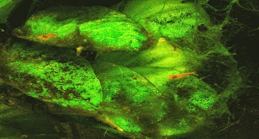 rêu và cách xử lý rêu trong hồ - CÁCH XỬ LÝ HỒ CÁ XANH, BẠN ĐÃ BIẾT? - Aquascape & Planted Tank Guide