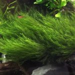 usfiss - Usfiss moss - Aquascape & Planted Tank Guide