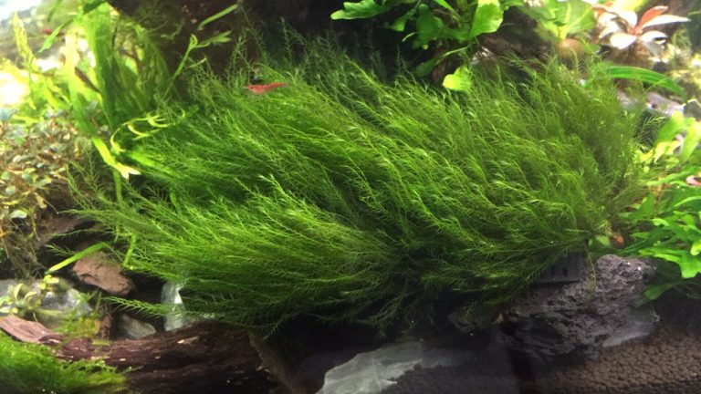 usfiss - Usfiss moss - Aquascape & Planted Tank Guide