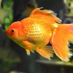 veiltail-goldfish - Bật mí 5 dòng cá cực dễ nuôi không cần oxy giúp tiết kiệm chi phí. - Aquascape & Planted Tank Guide