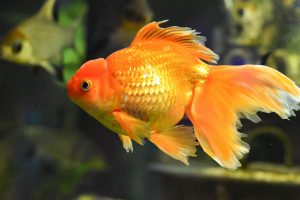 veiltail-goldfish - Bật mí 5 dòng cá cực dễ nuôi không cần oxy giúp tiết kiệm chi phí. - Aquascape & Planted Tank Guide