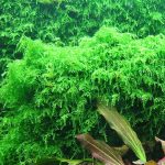 vesicularia_ferriei_cup_2_compressed_600x600 - Weeping Moss - Aquascape & Planted Tank Guide