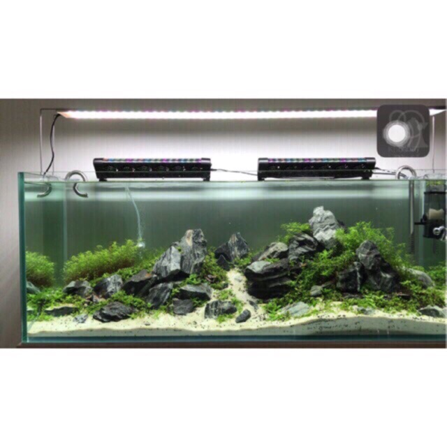 ĐÁ VÂN PHAN THIẾT | SETUP HỒ THUỶ SINH - Đá Phan Thiết Cho Hồ Thuỷ Sinh - Aquascape & Planted Tank Guide