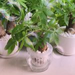 maxresdefault-min - Kinh nghiệm trồng cây kim ngân thủy sinh để cây ra lá đều và đẹp - Aquascape & Planted Tank Guide