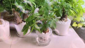 maxresdefault-min - Kinh nghiệm trồng cây kim ngân thủy sinh để cây ra lá đều và đẹp - Aquascape & Planted Tank Guide