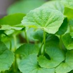 rau má nhật 8.1 jpg - HIỂU THÊM VỀ THUỶ SINH RAU MÁ NHẬT - Aquascape & Planted Tank Guide