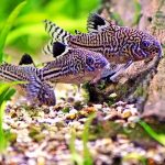 đại diện - GỢI Ý MỘT SỐ LOẠI CÁ THỦY SINH SỐNG Ở TẦNG ĐÁY - Aquascape & Planted Tank Guide
