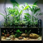 07a1c2f0-03ae-45a5-a11e-d37451ffdfd6 - Làm thế nào để tạo ra một hồ thủy sinh Nature Style tuyệt đẹp trong không gian nhỏ? - Aquascape & Planted Tank Guide