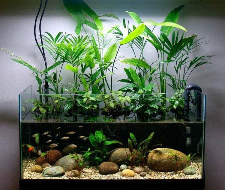 07a1c2f0-03ae-45a5-a11e-d37451ffdfd6 - Làm thế nào để tạo ra một hồ thủy sinh Nature Style tuyệt đẹp trong không gian nhỏ? - Aquascape & Planted Tank Guide