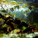121184940_103311741562430_3224862418403605299_o - Phong cách Biotope: Một cách tiếp cận tự nhiên cho hồ thủy sinh - Aquascape & Planted Tank Guide