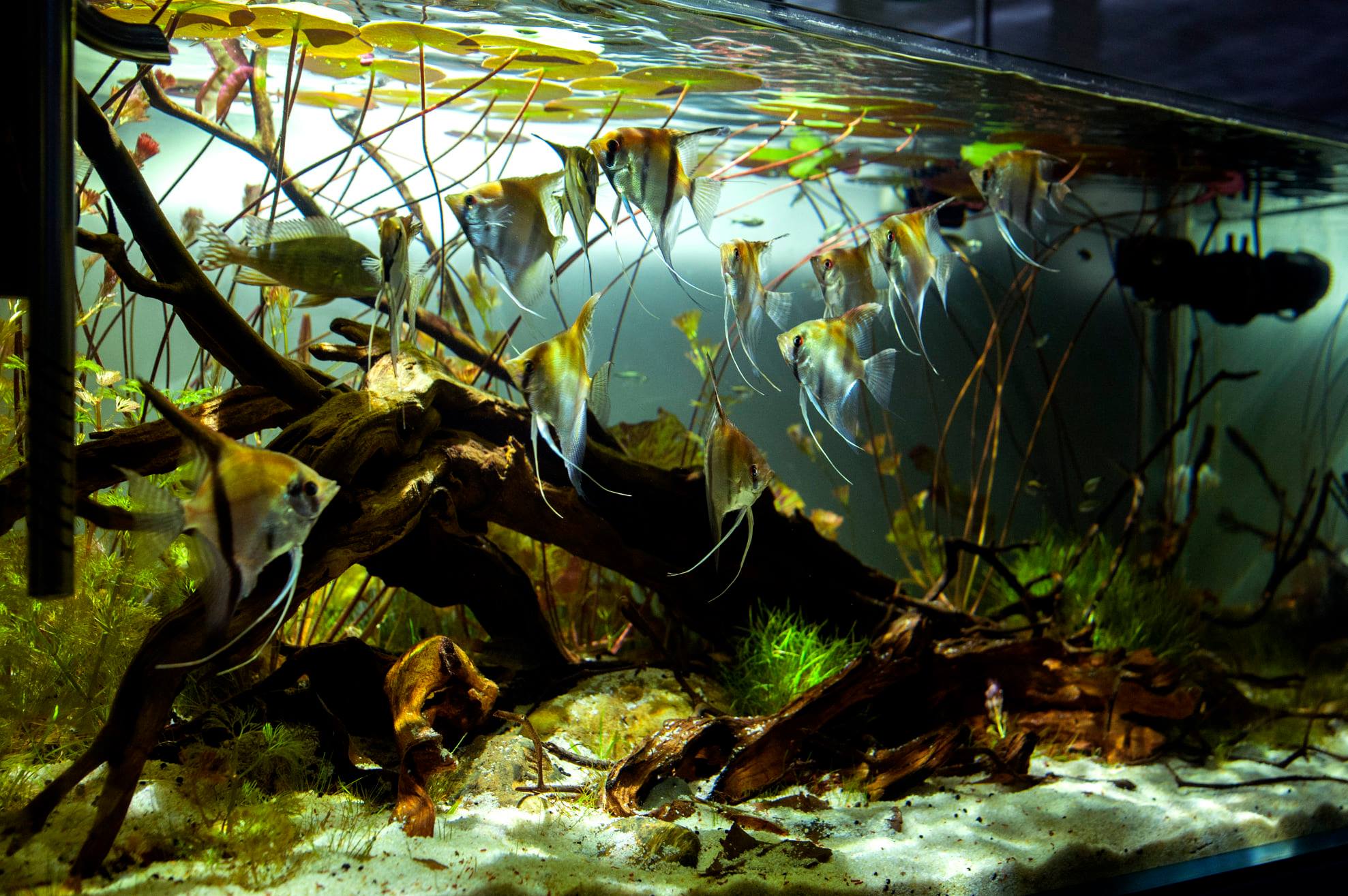121184940_103311741562430_3224862418403605299_o - Phong cách Biotope: Một cách tiếp cận tự nhiên cho hồ thủy sinh - Aquascape & Planted Tank Guide