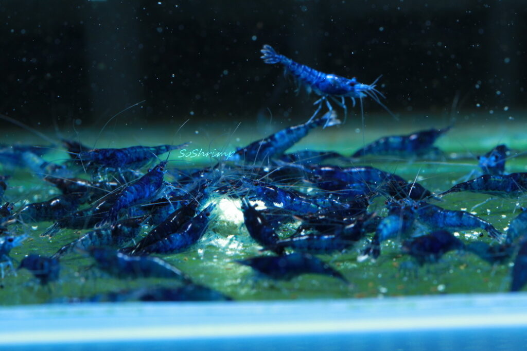 154918-thong-tin-tep-blue-dream - LOẠI TÉP BLUE DREAM ĐƯỢC XUẤT XỨ TỪ ĐÂU - Aquascape & Planted Tank Guide