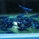 154918-thong-tin-tep-blue-dream - LOẠI TÉP BLUE DREAM ĐƯỢC XUẤT XỨ TỪ ĐÂU - Aquascape & Planted Tank Guide