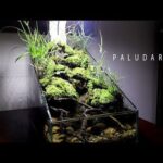 58a4364c16eff5adb1769dcb2bbd8cc1 - Khám phá Paludarium – Phong cách trang trí độc đáo mang tính thẩm mỹ và sinh thái - Aquascape & Planted Tank Guide