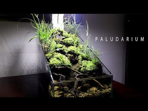 58a4364c16eff5adb1769dcb2bbd8cc1 - Khám phá Paludarium – Phong cách trang trí độc đáo mang tính thẩm mỹ và sinh thái - Aquascape & Planted Tank Guide