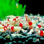 8bfe4147e26638386177 - KỸ THUẬT NUÔI ĐỂ NHÂN GIỐNG CHO TÉP CẢNH ĐƠN GIẢN VÀ TỐI ƯU - Aquascape & Planted Tank Guide