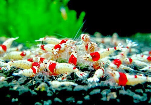 8bfe4147e26638386177 - KỸ THUẬT NUÔI ĐỂ NHÂN GIỐNG CHO TÉP CẢNH ĐƠN GIẢN VÀ TỐI ƯU - Aquascape & Planted Tank Guide