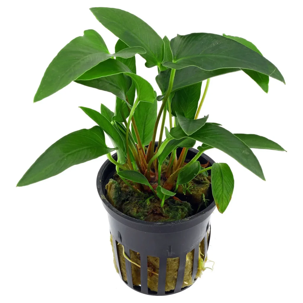 Heartleaf philodendron