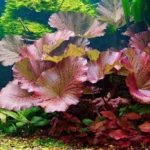anh_dai_dien_sen_tiger - Kĩ thuật trồng và chăm sóc cây Sen Tiger - Aquascape & Planted Tank Guide