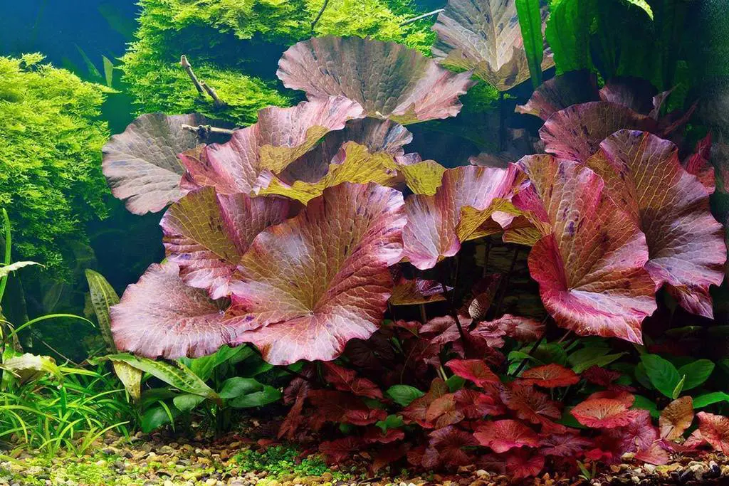 anh_dai_dien_sen_tiger - Kĩ thuật trồng và chăm sóc cây Sen Tiger - Aquascape & Planted Tank Guide