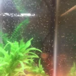 brqnwumucfd51 - Cách Loại Bỏ Sán Trong Bể Tép Hiệu Quả Và Nhanh Chóng - Aquascape & Planted Tank Guide