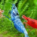 cac-benh-thuong-gap-o-tep-canh-cach-dieu-tri-hieu-qua-anh2-suckhoecuocsong - CÁC BỆNH PHỔ BIẾN MÀ TÉP THƯỜNG MẮC - Aquascape & Planted Tank Guide