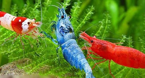cac-benh-thuong-gap-o-tep-canh-cach-dieu-tri-hieu-qua-anh2-suckhoecuocsong - CÁC BỆNH PHỔ BIẾN MÀ TÉP THƯỜNG MẮC - Aquascape & Planted Tank Guide
