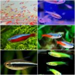 cac-loai-ca-neon-768x768 - CÁC LOẠI CÁ TETRA ĐẸP DÀNH CHO HỒ THUỶ SINH - Aquascape & Planted Tank Guide