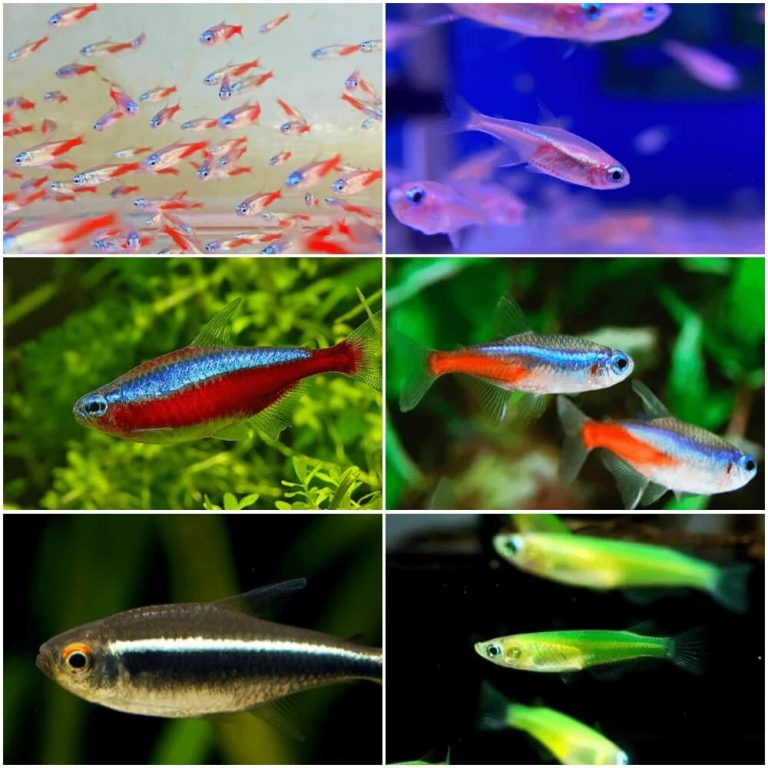 cac-loai-ca-neon-768x768 - CÁC LOẠI CÁ TETRA ĐẸP DÀNH CHO HỒ THUỶ SINH - Aquascape & Planted Tank Guide
