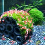 cach-nuoi-tep-canh-de-tep-khong-bi-chet-03 - TOP CÁC LOẠI TÉP ĐƯỢC YÊU THÍCH HIỆN NAY - Aquascape & Planted Tank Guide