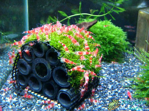 cach-nuoi-tep-canh-de-tep-khong-bi-chet-03 - TOP CÁC LOẠI TÉP ĐƯỢC YÊU THÍCH HIỆN NAY - Aquascape & Planted Tank Guide
