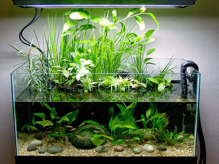 cay-thuy-sinh-mang-lai-tinh-tham-my-cao-cho-be-ca - CÁC LOẠI CÂY THUỶ SINH PHÙ HỢP CHO CÁC LOẠI HỒ MINI TRÊN BÀN - Aquascape & Planted Tank Guide