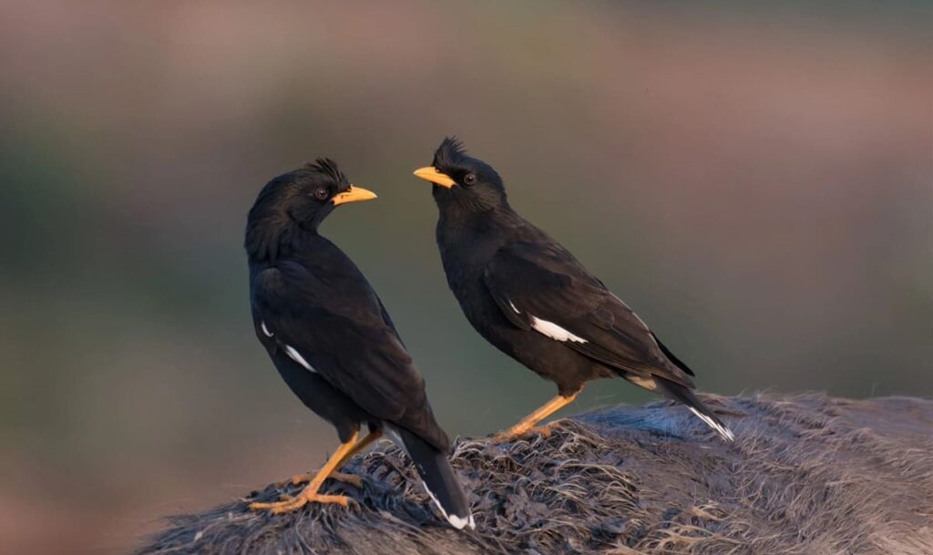 Starling