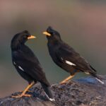 Starling