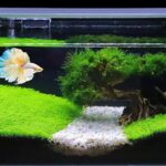 den-thuy-sinh - TỔNG HỢP CÁC MẪU VỀ HỒ THUỶ SINH- MỜI CÁC BẠN THAM KHẢO - Aquascape & Planted Tank Guide
