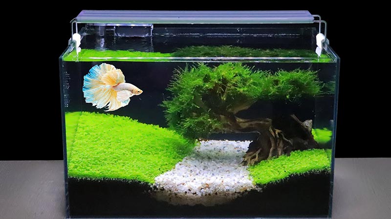 den-thuy-sinh - TỔNG HỢP CÁC MẪU VỀ HỒ THUỶ SINH- MỜI CÁC BẠN THAM KHẢO - Aquascape & Planted Tank Guide